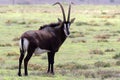 Sable antelope ram curved horns Royalty Free Stock Photo