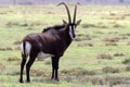 Sable antelope ram curved horns