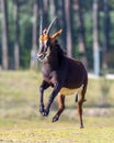 Sable antelope running in a meadow, Hippotragus niger Royalty Free Stock Photo