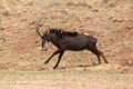 Sable antelope running Royalty Free Stock Photo
