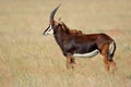 Sable antelope, South Africa Royalty Free Stock Photo