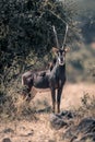 Sable antelope stands near bush with oxpeckers