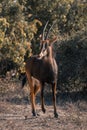 Sable antelope stands watching camera near bushes