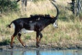 Sable antelope - Hippotragus niger - and maggot hacking starling live in perfect symbiosis as the birds examine fur for parasites