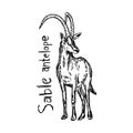 Sable antelope - vector illustration sketch hand drawn with black lines, isolated on white background