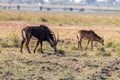 Sable antelope at the wetlands at the chobe river in Botswana, africa Royalty Free Stock Photo