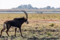 Sable antelope at the wetlands at the chobe river in Botswana, africa Royalty Free Stock Photo