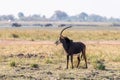 Sable antelope at the wetlands at the chobe river in Botswana, africa Royalty Free Stock Photo