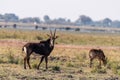 Sable antelope at the wetlands at the chobe river in Botswana, africa Royalty Free Stock Photo