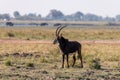 Sable antelope at the wetlands at the chobe river in Botswana, africa Royalty Free Stock Photo