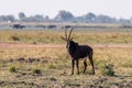 Sable antelope at the wetlands at the chobe river in Botswana, africa Royalty Free Stock Photo