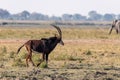 Sable antelope at the wetlands at the chobe river in Botswana, africa Royalty Free Stock Photo