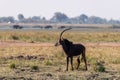 Sable antelope at the wetlands at the chobe river in Botswana, africa Royalty Free Stock Photo