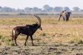 Sable antelope at the wetlands at the chobe river in Botswana, africa Royalty Free Stock Photo