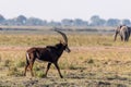 Sable antelope at the wetlands at the chobe river in Botswana, africa Royalty Free Stock Photo