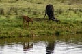 Sable antelope Royalty Free Stock Photo