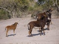 Sable antelopes Royalty Free Stock Photo