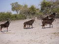 Sable antelopes Royalty Free Stock Photo