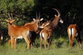 Sable antelopes Royalty Free Stock Photo