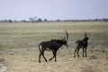 Sable antelopes grazing in the Caprivi Royalty Free Stock Photo