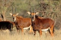 Sable antelopes Royalty Free Stock Photo