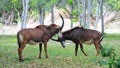 Sable antelopes (Hippotragus niger) Royalty Free Stock Photo