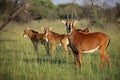 Sable antelopes in natural habitat Royalty Free Stock Photo