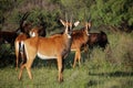 Sable antelopes in natural habitat Royalty Free Stock Photo