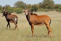 Sable antelopes in natural habitat Royalty Free Stock Photo