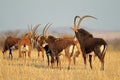 Sable antelopes