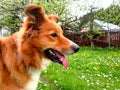 Sable border collie