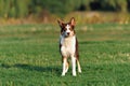 Sable border collie dog portrait in summer