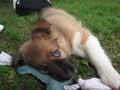 Sable border collie puppy chewing toy