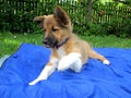 Sable border collie puppy