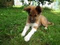 Sable border collie puppy