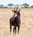 Sable Bull Royalty Free Stock Photo