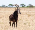 Sable Bull Royalty Free Stock Photo
