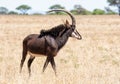 Sable Bull Royalty Free Stock Photo