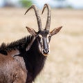 Sable Bull Royalty Free Stock Photo