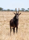 Sable Bull Royalty Free Stock Photo