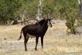 Sable Bull Antelope