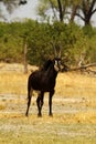 Magnificent Sable Bull Antelope Royalty Free Stock Photo