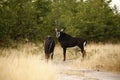 Sable Bull Antelope Royalty Free Stock Photo