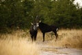 Sable Bull Antelope Royalty Free Stock Photo