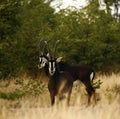 Sable Bull Antelope Royalty Free Stock Photo