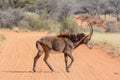 Sable Bull crossing road Royalty Free Stock Photo