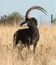 Sable Bull