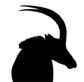 Sable Bull Portrait Side View Isolated Silhouette Royalty Free Stock Photo