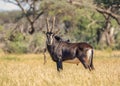 Sable Bull Royalty Free Stock Photo