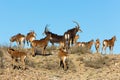 Sable Cow and babies